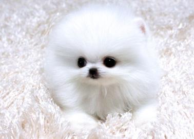 Super~s��e~zwergspitze~pomeranian~ welpe