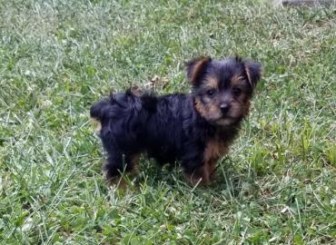 Loving Available Yorshire Terrier W ?