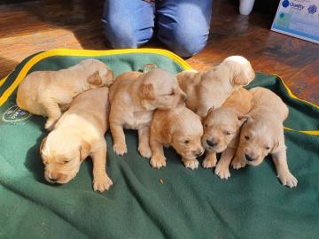 Golden Retriever-Welpen