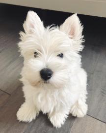 West Highland Terrier Welpen