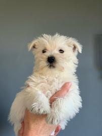 West Highland Terrier Welpen