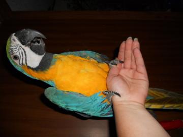 Entw�hnt Baby sehr zahm Blau und Gold Ar