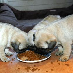 Reinrassige Mops Welpen