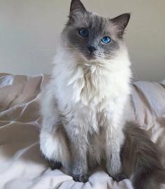 Reinrassiger BKH Kitten