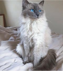 Reinrassiger BKH Kitten
