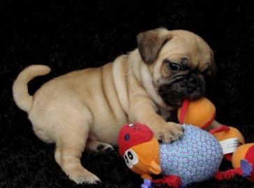 Babys Mops welpen