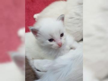 Sie sind da, s��e wundersch�ne Ragdoll-K