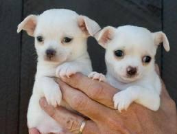 Nette Chihuahua Welpen zur Verf�gung. 