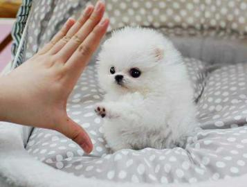 Zwergspitz Pomeranian Welpen mit papiere