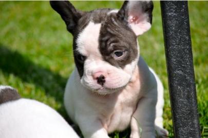 S��er Franz�sisch Bulldogge-Welpen, ( 2