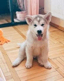 Alaskan Malamute Welpen. 
