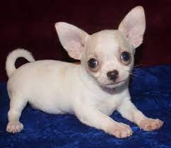 Super s??e MINI chihuahua welpen mit Pap