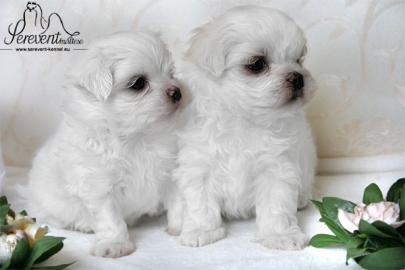 s��e Mini- Malteser Welpen | Puppengesic