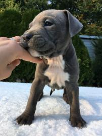 Blueline American Staffordshire Terrier