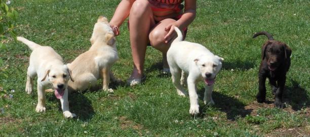 Wundersch�ne Labradorwelpen mit Papieren