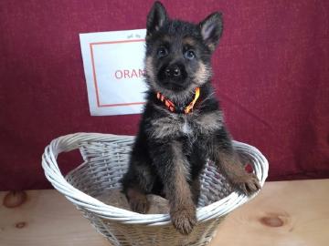 Dt. Sch�ferhund Welpen, VDH/SV, rote Papi