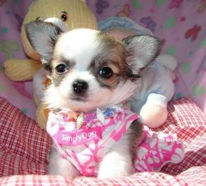 4 s��e Chihuahua-Welpen in liebevolle H�
