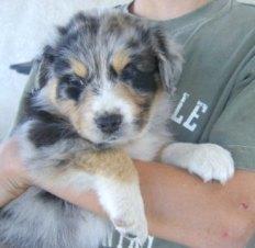 Liebevolles Australian Shepherd Babys mi
