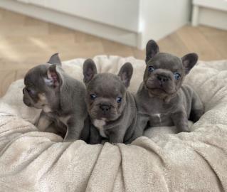 Franz?sische Bulldog Welpen