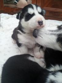 Unsere Siberian Husky-Welpen k�nnen jetz