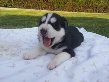 Unsere Siberian Husky-Welpen k�nnen jetz