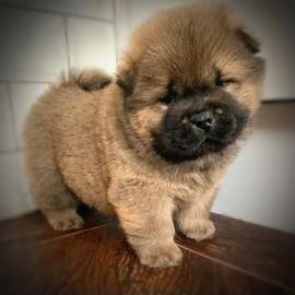 CHOW-CHOW-WELPEN MIT PAPIEREN