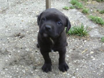 Englisch Bulldog MIX Welpen