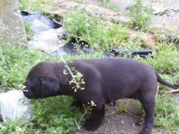 Englisch Bulldog MIX Welpen