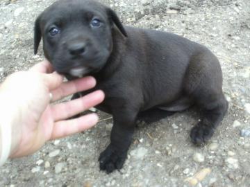 Englisch Bulldog MIX Welpen