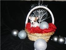 sch�ne Chihuahua Welpen zur Annahme
