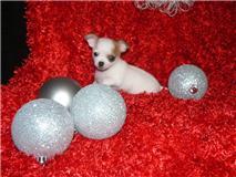 sch�ne Chihuahua Welpen zur Annahme