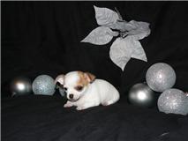 sch�ne Chihuahua Welpen zur Annahme