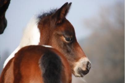 Polla  das Pferd