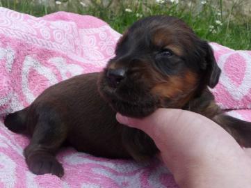 Briard - rehbraun Welpen mit Stammbaum