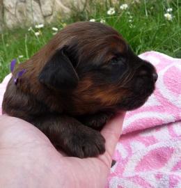 Briard - rehbraun Welpen mit Stammbaum