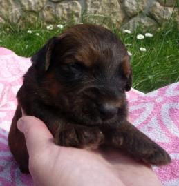 Briard - rehbraun Welpen mit Stammbaum
