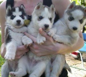 100% Reinrassige Siberian Husky Welpen m