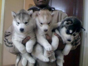 100% Reinrassige Siberian Husky Welpen m
