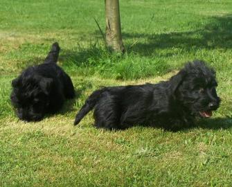 Bildsch�ne Scottish Terrier Welpen aus V
