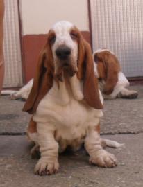 Basset hound welpen