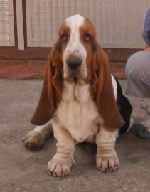 Basset hound welpen