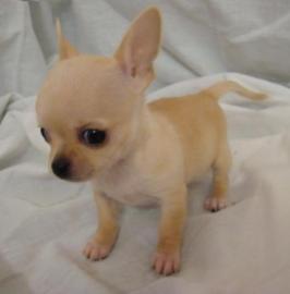 Mini-Chichuahua-Welpen mit Papieren Lang