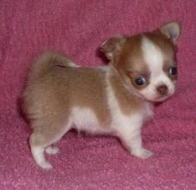 Mini-Chichuahua-Welpen mit Papieren Lang