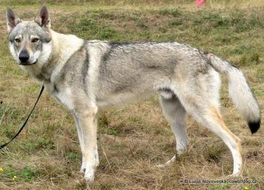 Tschechoslowakischer Wolfshund mit Pap. 