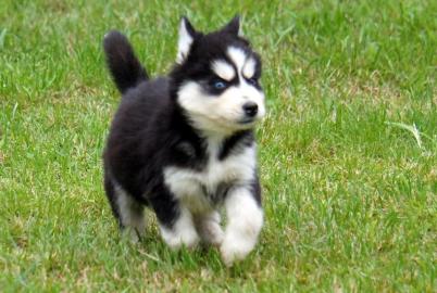Unsere Siberian Husky WelpenWelpen