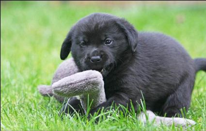 Reinrassige Labradorwelpen