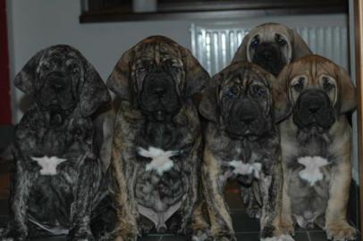 Fila Brasileiro Welpen mit Papiere