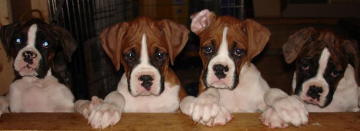ausgefallen sch�ne Boxer-Welpen