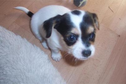 Chihuahua Welpen mit Papiere