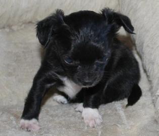Chihuahua Welpen mit Papiere